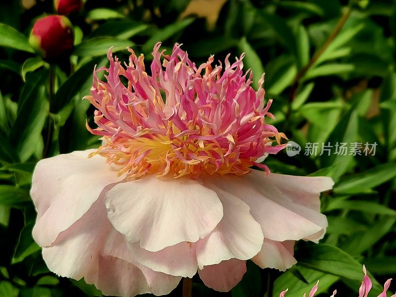 vh560000 Peony1.JPG